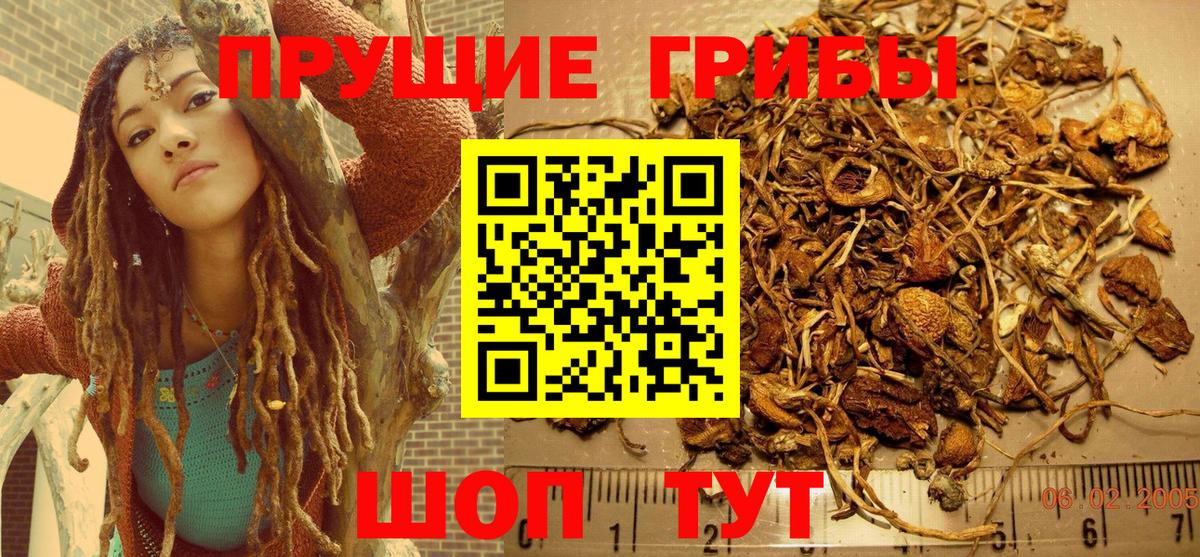 Псилоцибиновые грибы Cubensis Барабинск